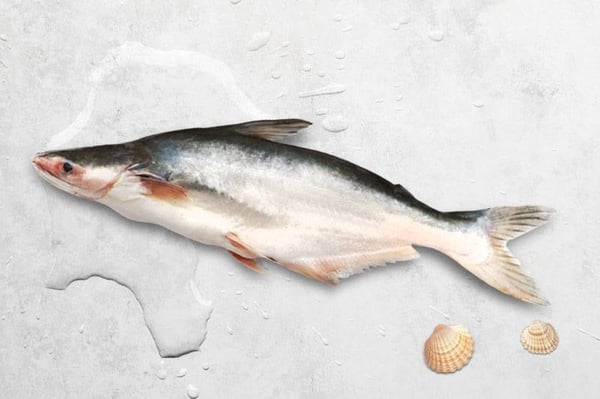 Fresh Indian Baasa / Pangasius / Pangas