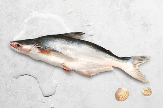 Fresh Indian Baasa / Pangasius / Pangas