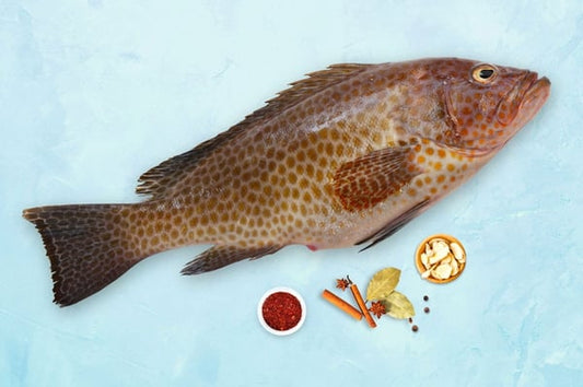 Grouper / Reef Cod / Hamour