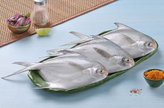 White Pomfret / Silver Pomfret / Avoli
